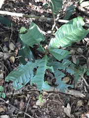 Acridocarpus natalitius