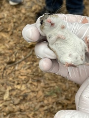 Podomys floridanus