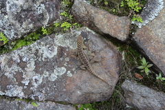 Stenocercus crassicaudatus