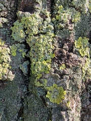 Xanthoria parietina