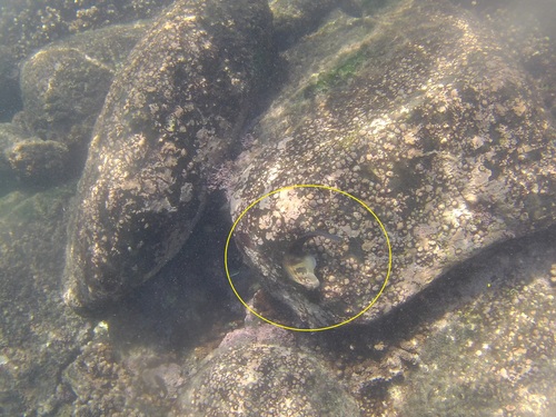 Panamic Fanged Blenny