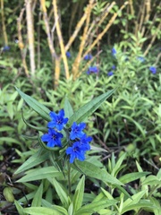 Pulmonaria angustifolia