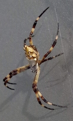 Argiope argentata