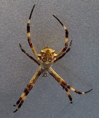 Argiope argentata