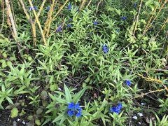Pulmonaria angustifolia