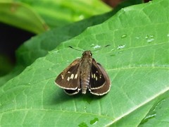 Polytremis lubricans