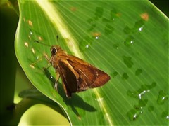 Polytremis lubricans