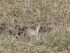 Urocitellus undulatus