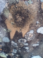 Gyrographa gyrocarpa