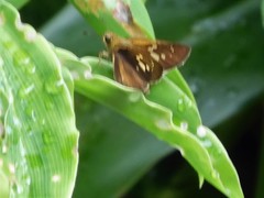 Polytremis lubricans