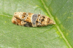 Lobesia reliquana