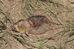 Amblysomus hottentotus