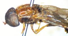 Sargus thoracicus