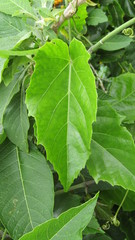 Cissus