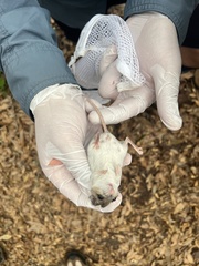 Podomys floridanus