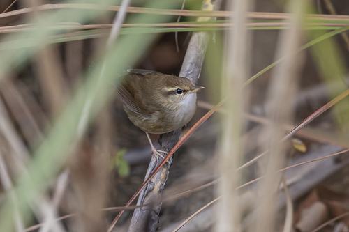 Urosphena pallidipes · NaturaLista Colombia