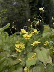 Epimedium × perralchicum