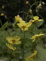 Epimedium × perralchicum