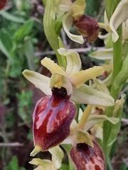 Ophrys exaltata archipelagi