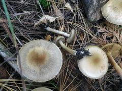 Cortinarius valgus