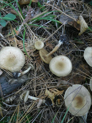 Cortinarius valgus