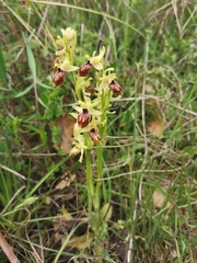 Ophrys exaltata archipelagi