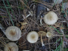 Cortinarius valgus