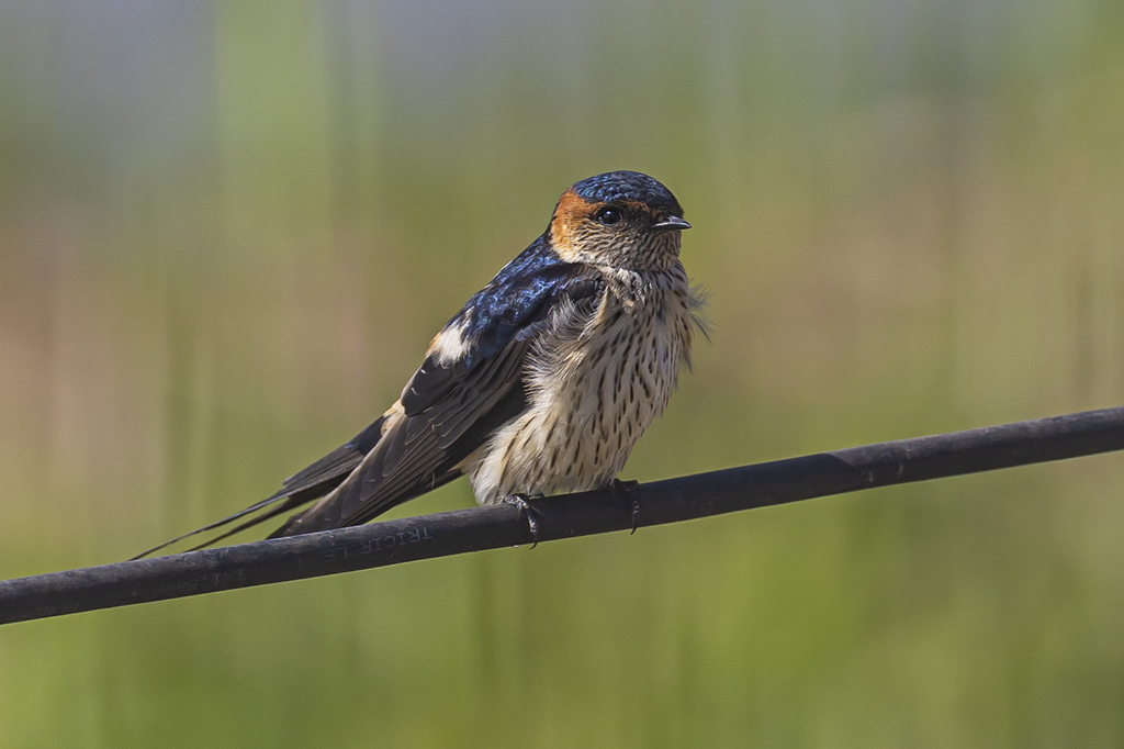 Eastern Red-rumped Swallow (Cecropis daurica) photo