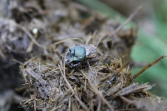 Onthophagus vacca