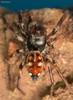 Termite-eating Sun Jumping Spider - Photo (c) Rudolph Steenkamp, some rights reserved (CC BY-NC), uploaded by Rudolph Steenkamp