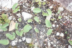Eriospermum nanum