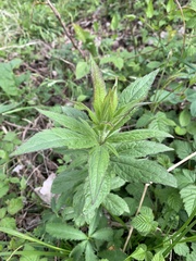 Eupatorium cannabinum