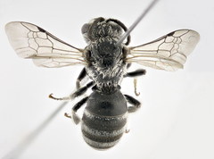 Lasioglossum discus