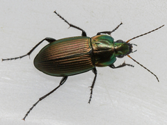 Poecilus versicolor