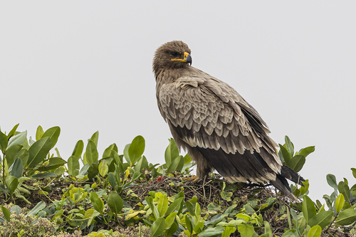 Steppe Eagle, photo 8 of 10