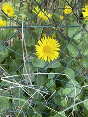 Doronicum pardalianches