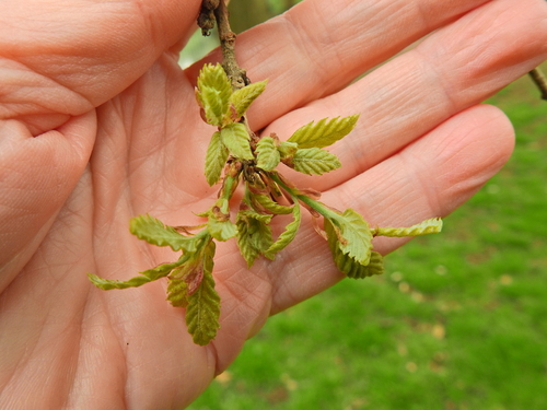 Quercus × hispanica, photograph 5