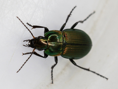 Poecilus versicolor