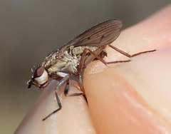 Pherbellia cinerella