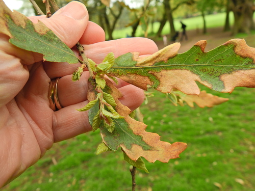 Quercus × hispanica, photograph 4