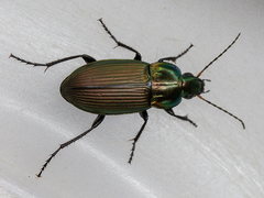Poecilus versicolor