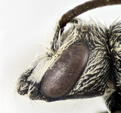Lasioglossum discus