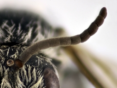 Lasioglossum discus