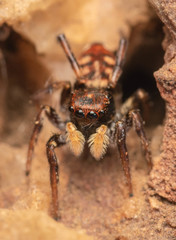 Heliophanus termitophagus