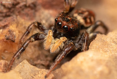 Heliophanus termitophagus