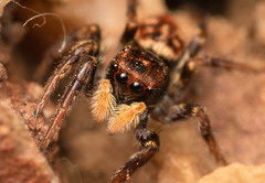 Heliophanus termitophagus