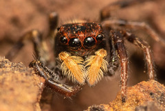 Heliophanus termitophagus