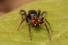 Heliophanus termitophagus