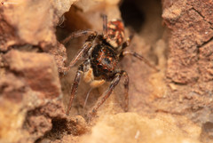 Heliophanus termitophagus