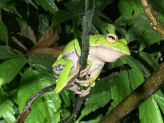 Zhangixalus prasinatus